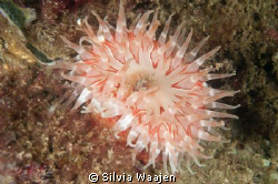 Dahlia anemone by Silvia Waajen 